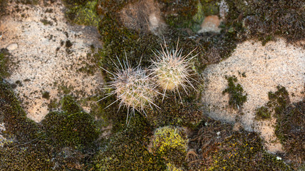 Fototapeta premium The beginnings of a cluster of hedgehog cactus grows in moss and between rocks on a mesa top in Southern Utah.