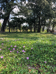 photo colored tropical flower in Thailand