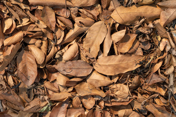 dry leaves background