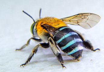 The blue banded bee is catching on the white board