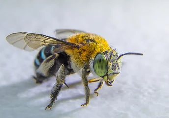 Photo sur Plexiglas Abeille L& 39 abeille à bandes bleues s& 39 accroche au tableau blanc