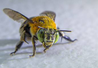 The blue banded bee is catching on the white board