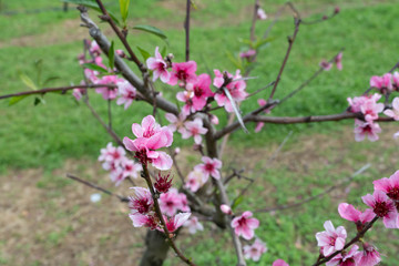 Obraz premium pink flowers in the field