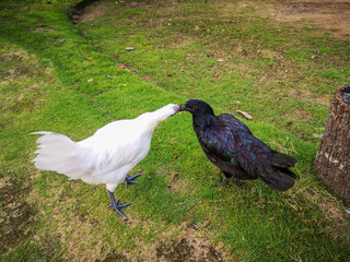 White and black hen on grass fields