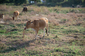 Asia cow grazing on grassy green field with trees on a bright sunny day in Phuket, Thailand. Summer countryside landscape and pasture for cows