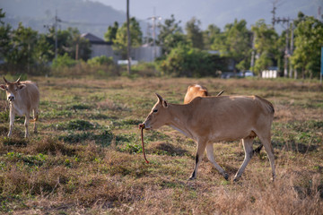 cow in the field with palm