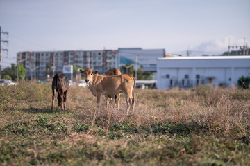 Funny cow looking at the camera. Against the background of three cows eat grass. Asia cows, Thailand cows