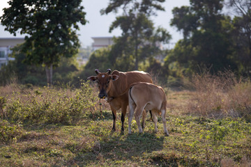 Close up mother cow with drinking calf in asian pasture