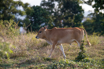 Naklejka na ściany i meble Asian cow walking across the field