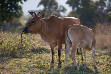 Close up mother cow with drinking calf in asian pasture