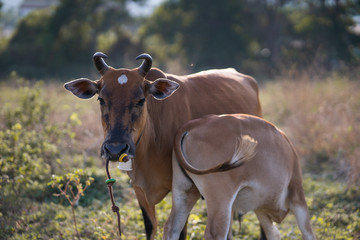 Close up mother cow with drinking calf in asian pasture