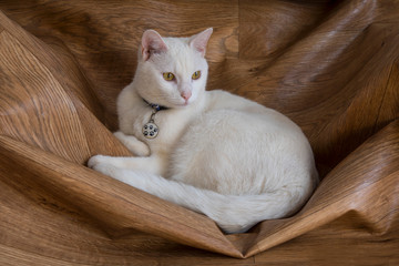 White cat on a wooden surface.