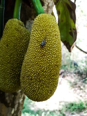 Green jack fruit hangs on the green tree and hot weather.