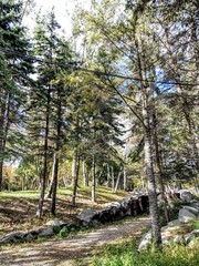 TORONTO WEST ISLAND FOREST PATH