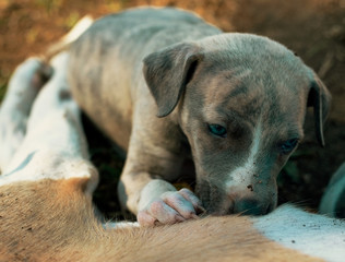 puppy sucking milk