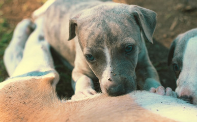 puppy eating
