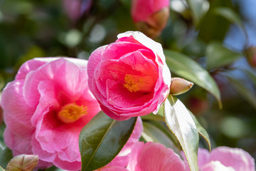 A closeup of some pink camellia flowers blooming in the garden.   Vancouver BC Canada

