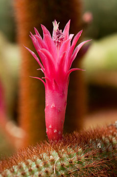 Pink flower of Golden Rat Tail Cactus