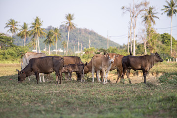 cows grazing on grassy green field with palm on a bright sunny day in Thailand. Summer countryside landscape and pasture for cows
