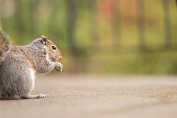 Obraz premium Cute squirrel with a nut in his mouth. Wildlife photography in the park. Feeding the mammals. Funny and fluffy gray and red squirrels. Copy space.