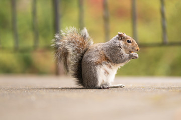 Portrait of a cute squirrel with a nut in the mouth. Wildlife photography in the park. Feeding the small mammals. Funny and fluffy gray and red squirrels with big tails