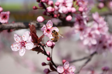 Honey bee sit on cherry flower , piking nectar. Beekeeping. Spring time. Blooming tree.