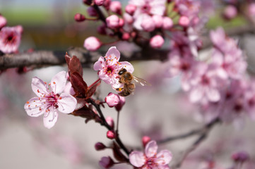 Honey bee sit on cherry flower , piking nectar. Beekeeping. Spring time. Blooming tree.