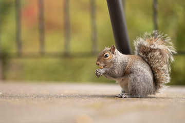 Portrait of a cute red squirrel eating a nut. Wildlife photography in the nature. Mammals feeding with nuts in the park. Gray squirrels with fluffy tails. Green background. Copy space