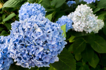 Blue and white Hydrangea flower (Hydrangea macrophylla) blooming in spring