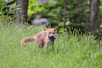 大量のネズミを捕らえたキタキツネ（北海道・知床）