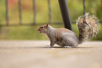 Portrait of a cute red squirrel looking for a nut. Wildlife photography in the nature. Mammals feeding with nuts in the park and forest. Gray squirrels with fluffy tails. An animal with a funny look