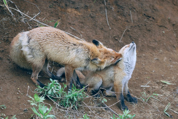 キタキツネの親子（北海道・大樹町）