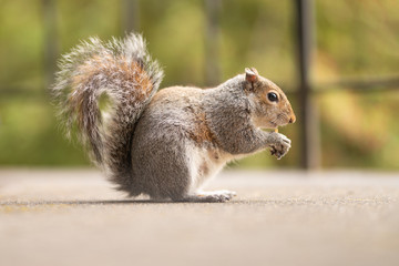Photo of a squirrel with a nut on a background of green trees in a park. A red mammal with a large and fluffy tail in the wildlife. Feeding the squirrels.