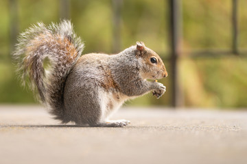 Photo of a cute squirrel eating a nut on a background of green trees in a park. A red mammal with a large and fluffy tail in the wildlife. Feeding the squirrels in the forest.