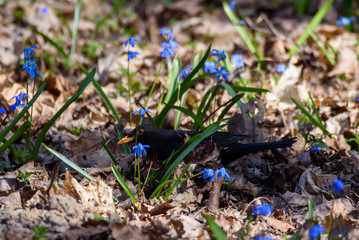 Selective focus photo. Common blackbird bird, Turdus merula. Blackbird on ground between dry leaves of tree and blue snowdops.