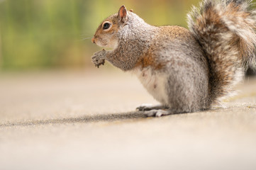 Gray fluffy squirrel eats a nut. Photo of a cute animal in nature. Red-haired mammal on a background of green trees. Feeding squirrels in the park and forest. Funny look. Copy space