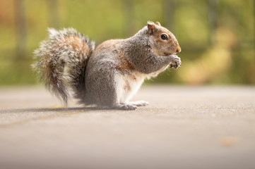 Picture of a squirrel with a nut. Feeding wild animals. Walk in a park or forest. Cute redhead mammal in the yard. Light green background.