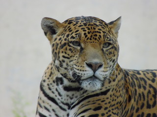 felino salvaje © Ivn