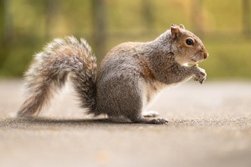 Picture of a funny squirrel with a nut. Feeding wild animals. Walk in a park or forest. Cute red mammal in the yard. Light green background. Wildlife photography.