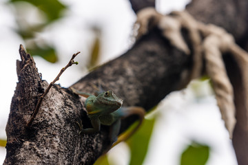 horizontally oriented shot of a small dark green lizard while resting on a brown tree branch 