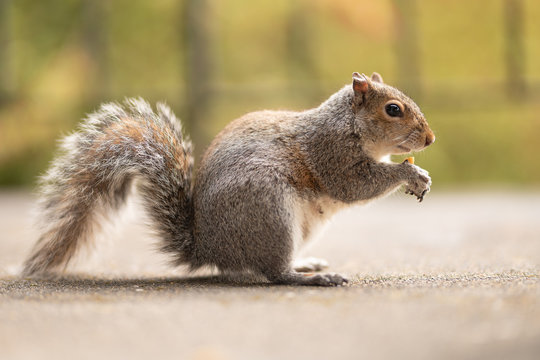 Picture of a funny squirrel with a nut in the nature. Feeding wild animals. Walk in a park or forest. Cute red mammal with big tails in the yard.