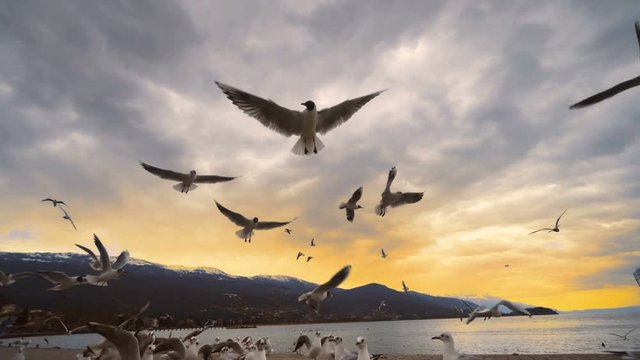 Flock of Seagull on Ohrid lake at Sunset