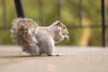Charming squirrel eats nuts. Picture of an animal in the park. Gray mammal in its habitat. Wildlife photography. Green background