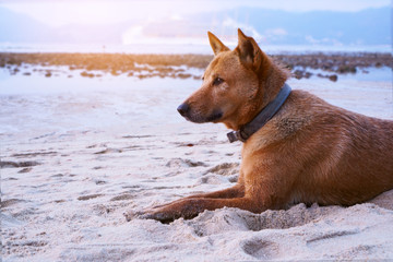 A brown Thai ridgeback dog sitting on white sand  beach, looking on the left, under the sunlight evening