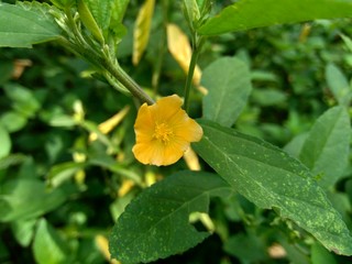 Sida rhombifolia (arrowleaf sida, Malva rhombifolia, rhombus-leaved sida, Paddy's lucerne, jelly leaf, Cuban jute, Queensland-hemp, Indian hemp) flower. Also use as herbal medicine.