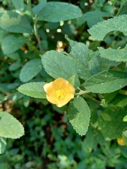 Sida rhombifolia (arrowleaf sida, Malva rhombifolia, rhombus-leaved sida, Paddy's lucerne, jelly leaf, Cuban jute, Queensland-hemp, Indian hemp) flower. Also use as herbal medicine.