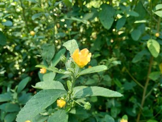 Obraz premium Sida rhombifolia (arrowleaf sida, Malva rhombifolia, rhombus-leaved sida, Paddy's lucerne, jelly leaf, Cuban jute, Queensland-hemp, Indian hemp) flower. Also use as herbal medicine.