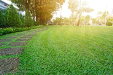 Fototapete Pattern of Laterite steping stone on a green Lawn in the public park, Ficus and shurb on the left , Trees in background under evening sunlight © Arunee