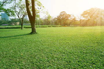 A fresh green lawn in the park,a field of cosmos on the left, trees in background under morning sunlight
