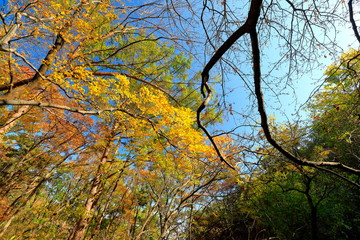 아름다운 가을 숲